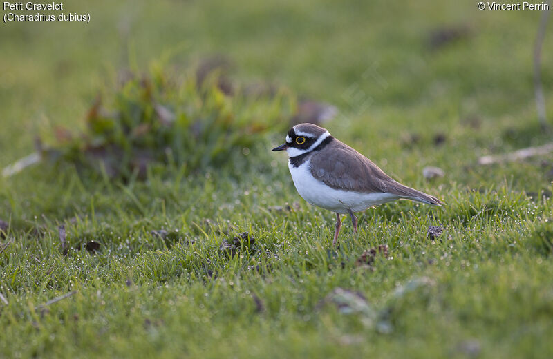 Little Ringed Ploveradult