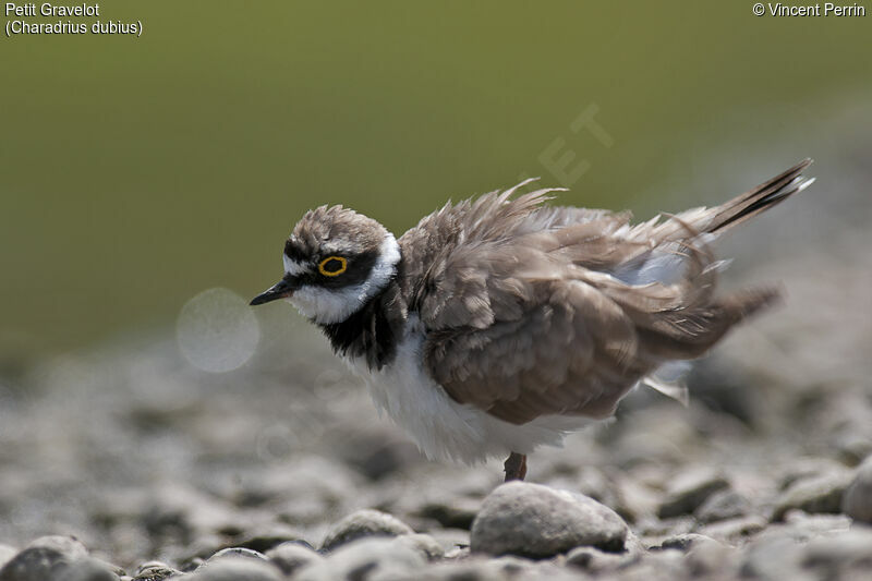 Little Ringed Ploveradult