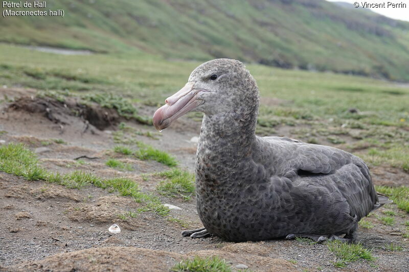 Northern Giant Petrel