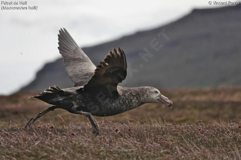 Northern Giant Petrel