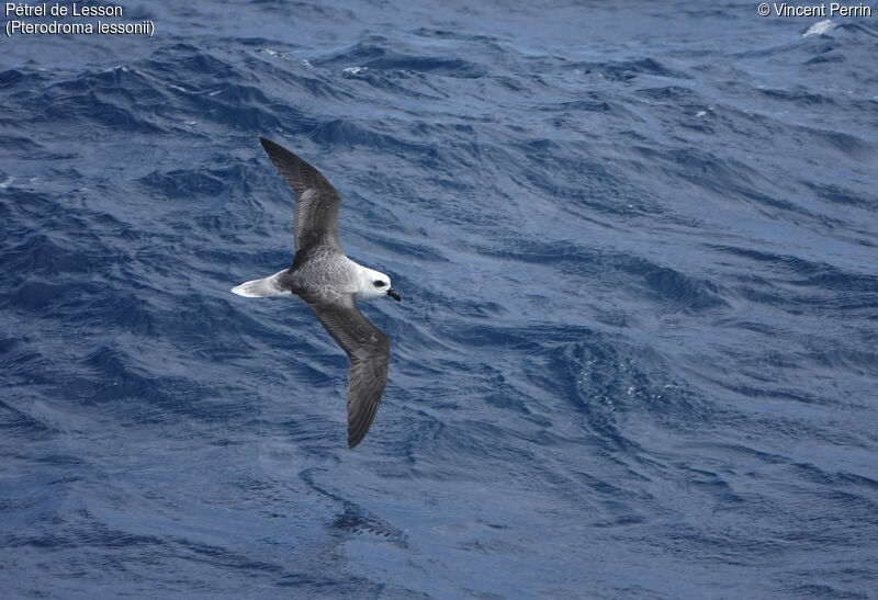 White-headed Petrel