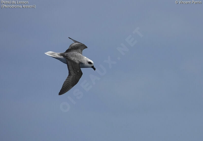 White-headed Petrel