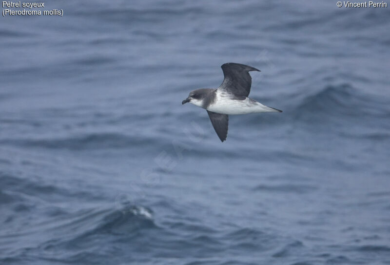 Soft-plumaged Petrel, Flight