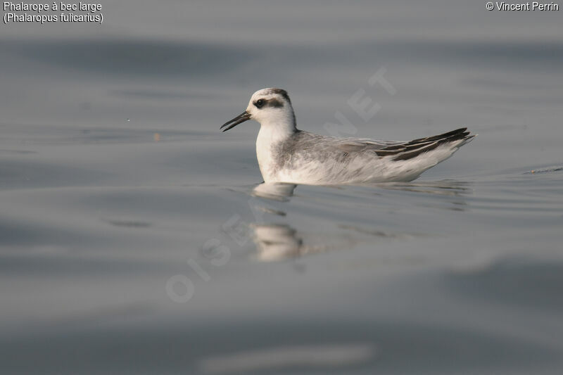 Phalarope à bec largeadulte transition