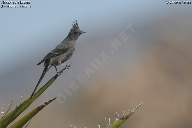 Phainopepla female adult