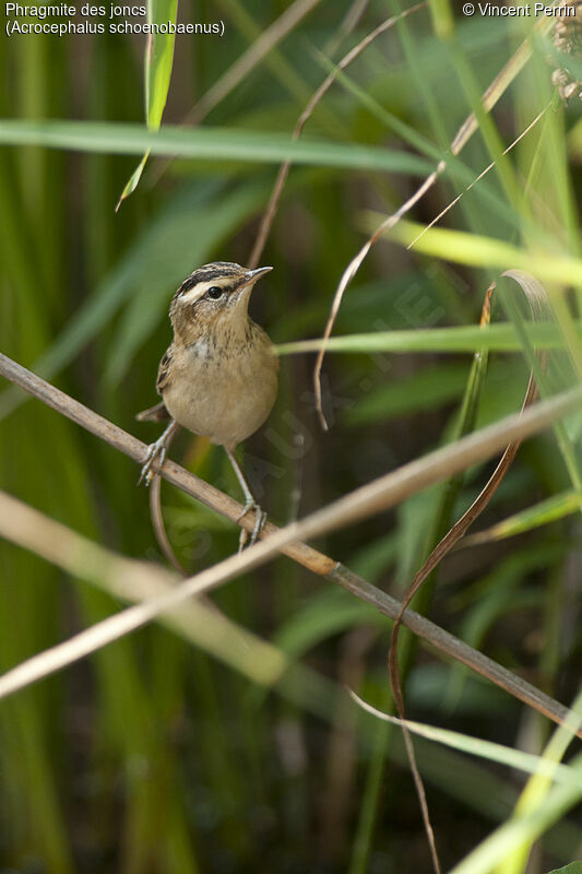 Sedge Warbler