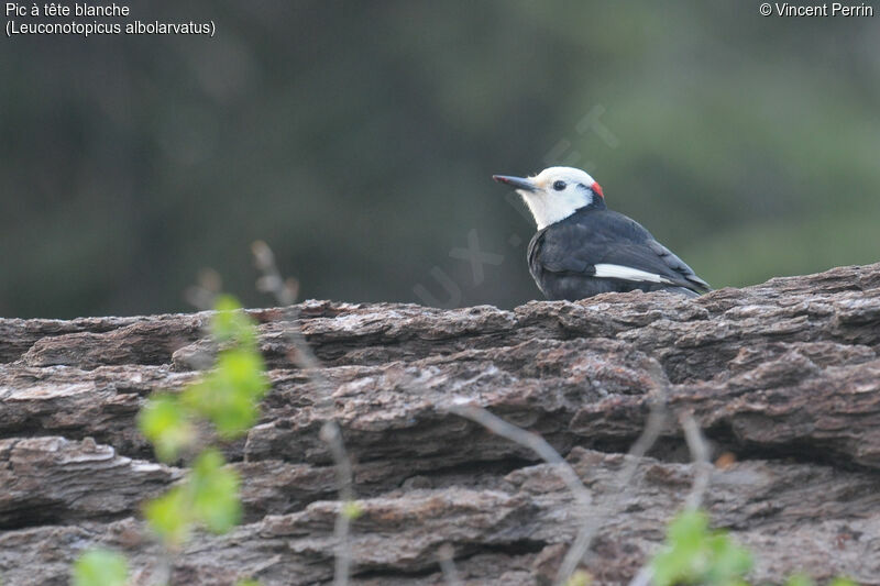 White-headed Woodpecker male adult