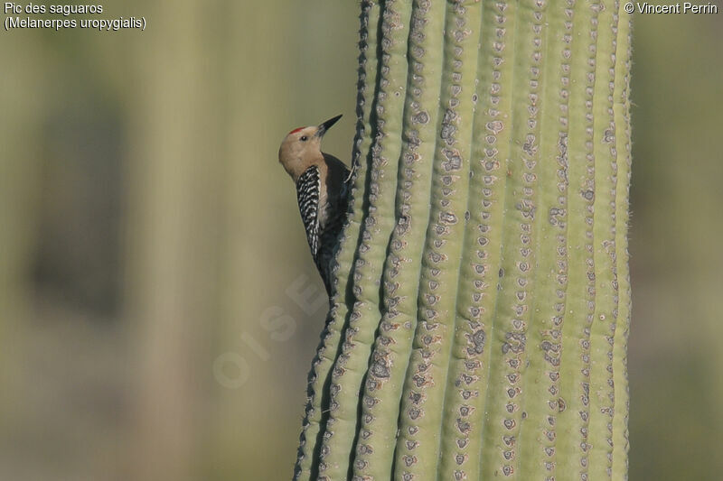 Gila Woodpecker male adult