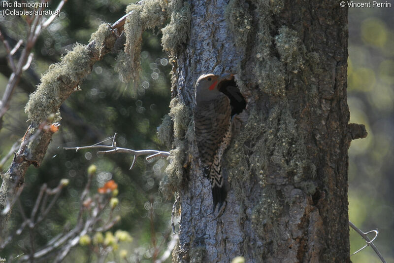 Northern Flicker male adult