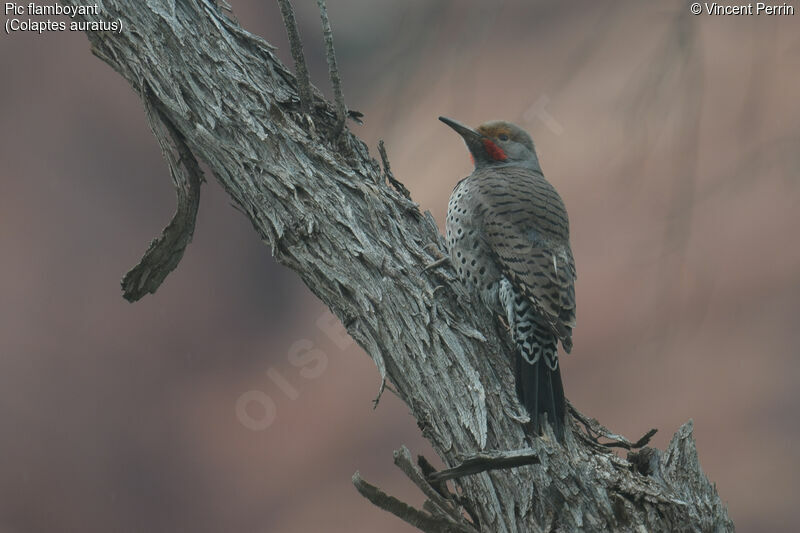 Northern Flicker male adult