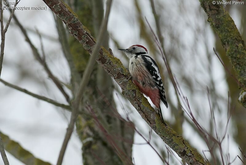 Middle Spotted Woodpecker