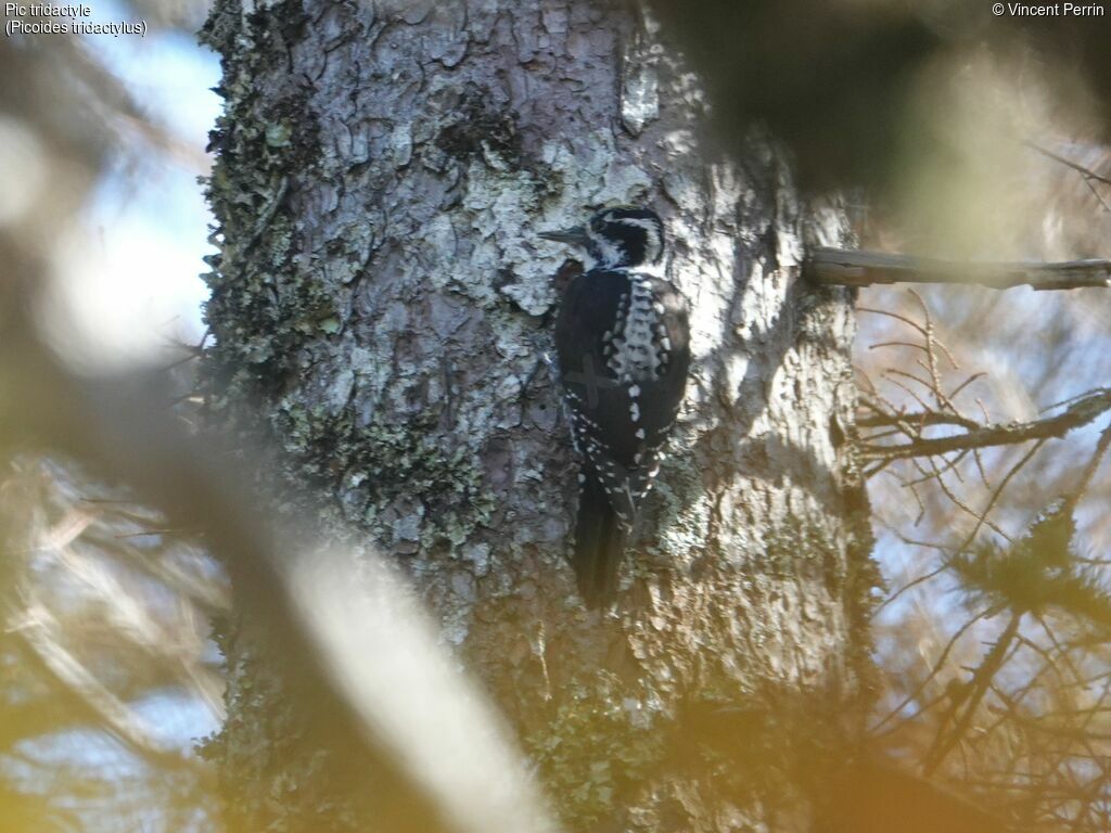 Eurasian Three-toed Woodpecker