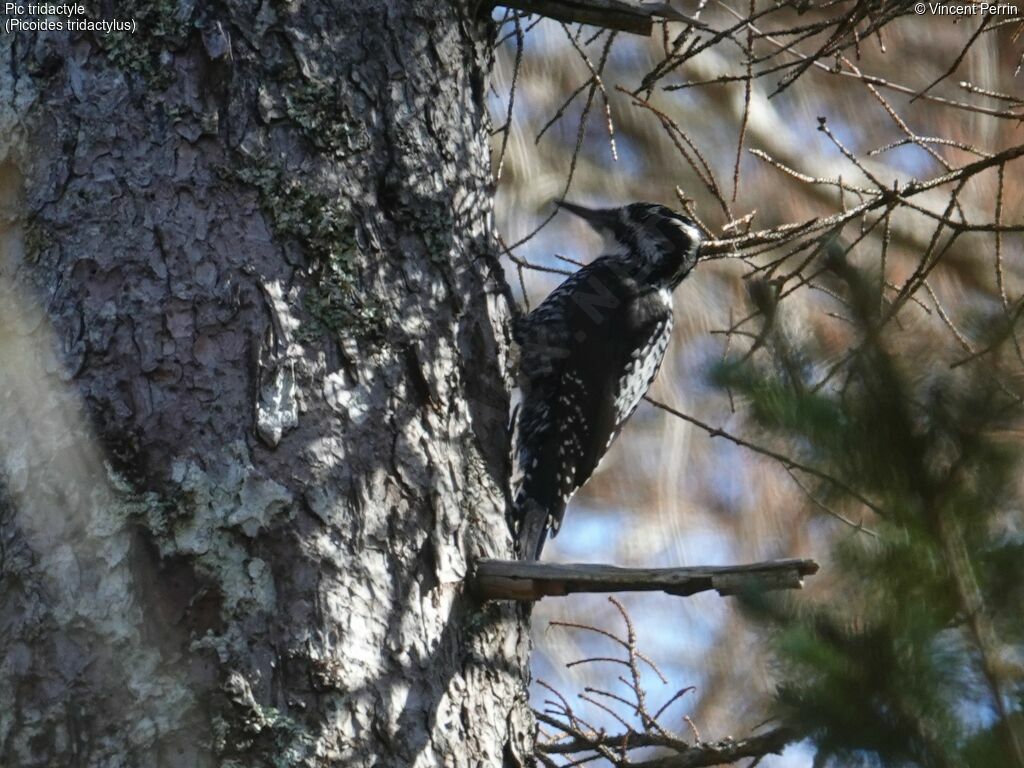 Eurasian Three-toed Woodpecker