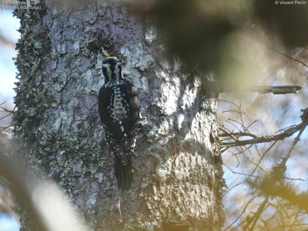 Eurasian Three-toed Woodpecker male, eats