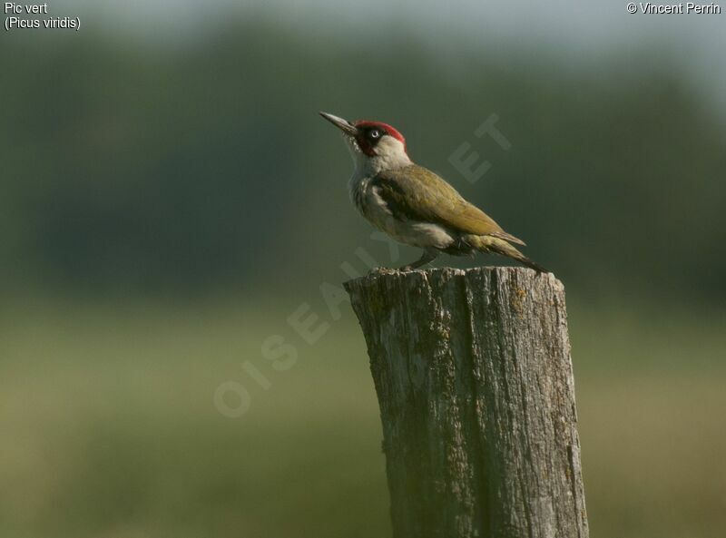 European Green Woodpecker male adult