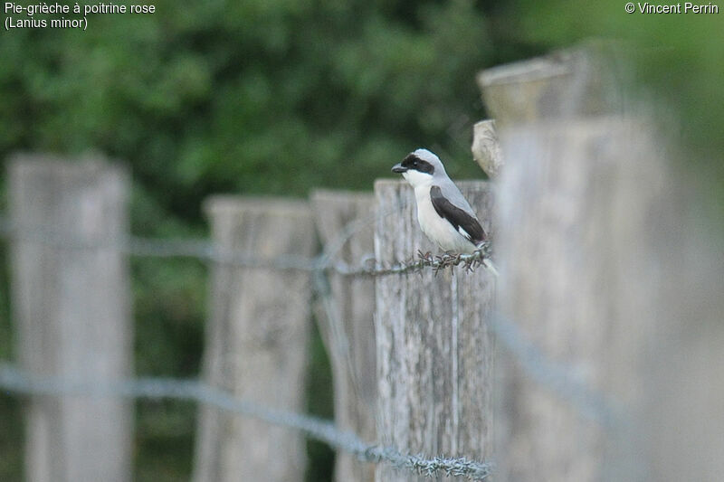 Lesser Grey Shrike