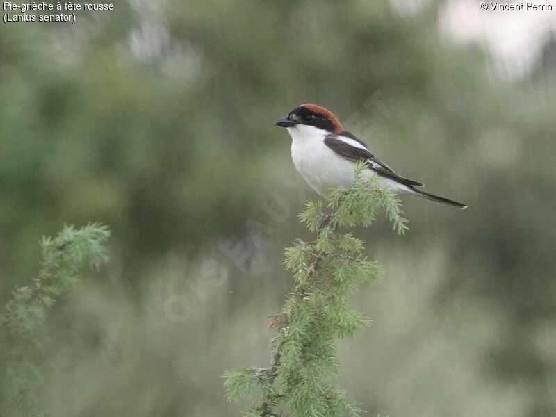 Woodchat Shrike male adult, close-up portrait, Reproduction-nesting