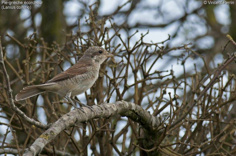 Red-backed ShrikeFirst year