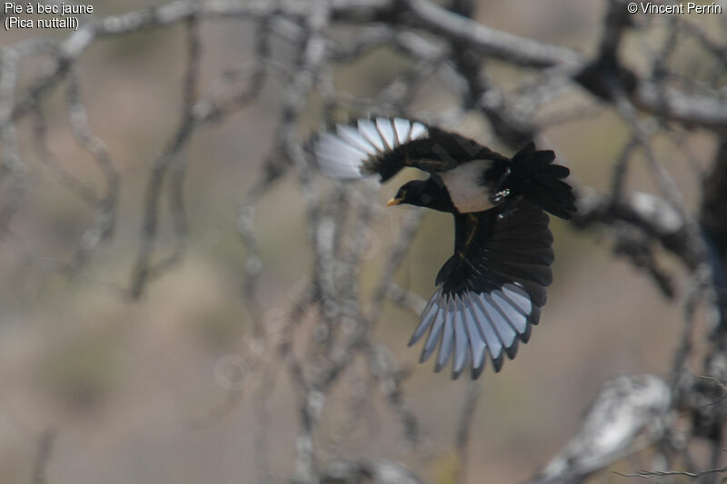 Yellow-billed MagpieFirst year