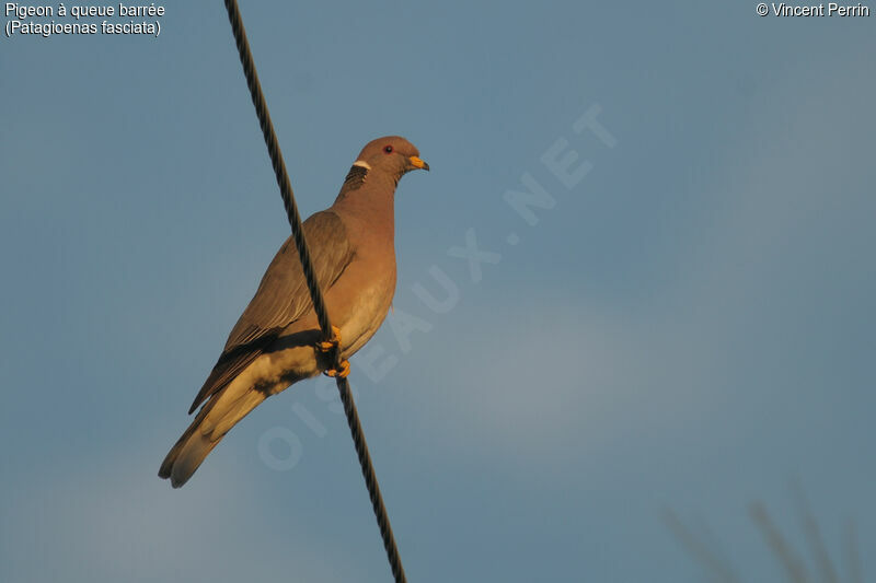 Band-tailed Pigeonadult