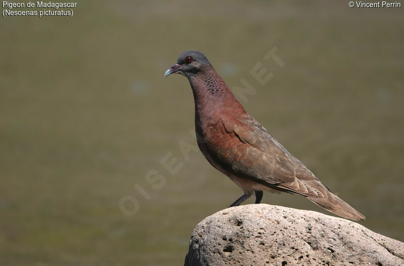 Pigeon de Madagascar