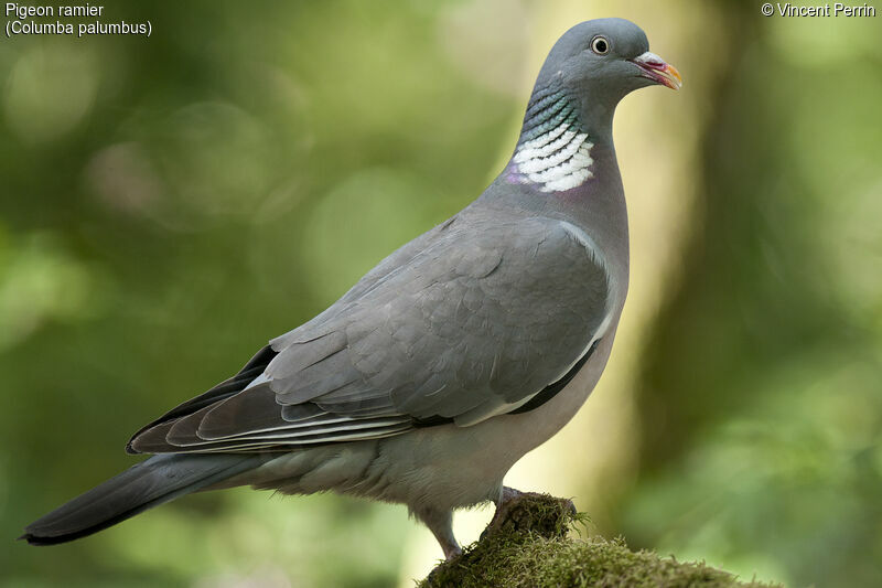 Common Wood Pigeonadult