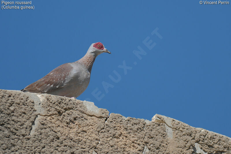 Pigeon roussard