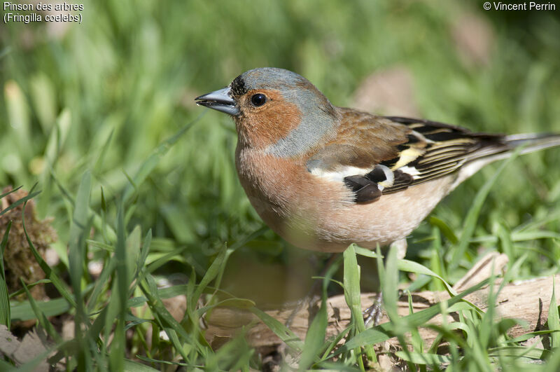 Eurasian Chaffinch male adult, close-up portrait