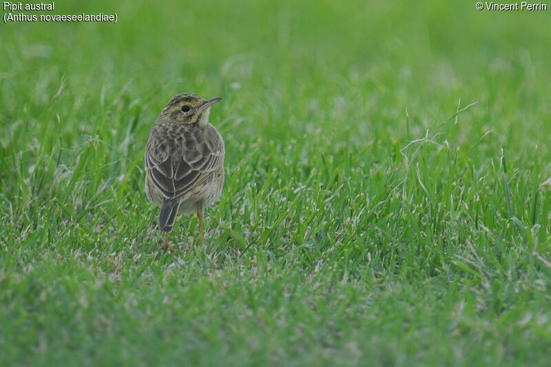 Pipit austral