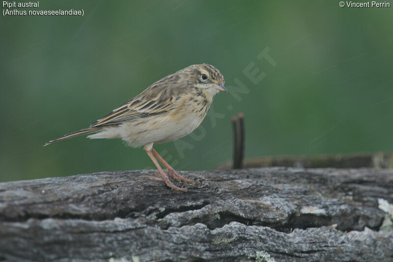 Pipit austral