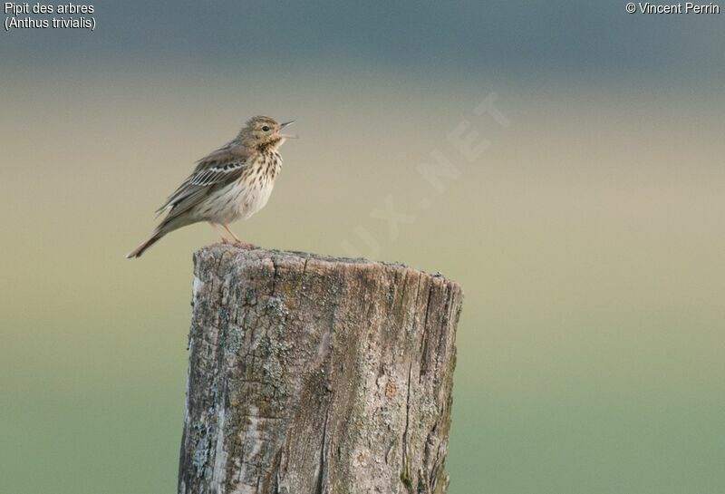 Pipit des arbresadulte