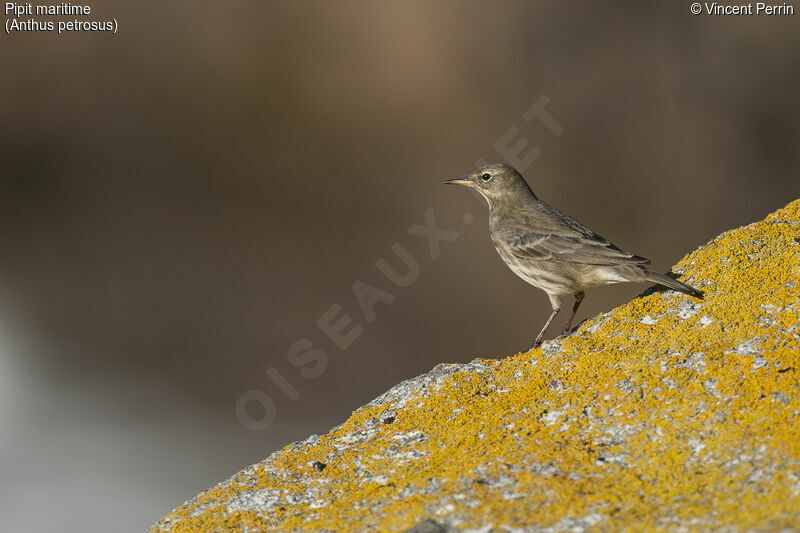 European Rock Pipit