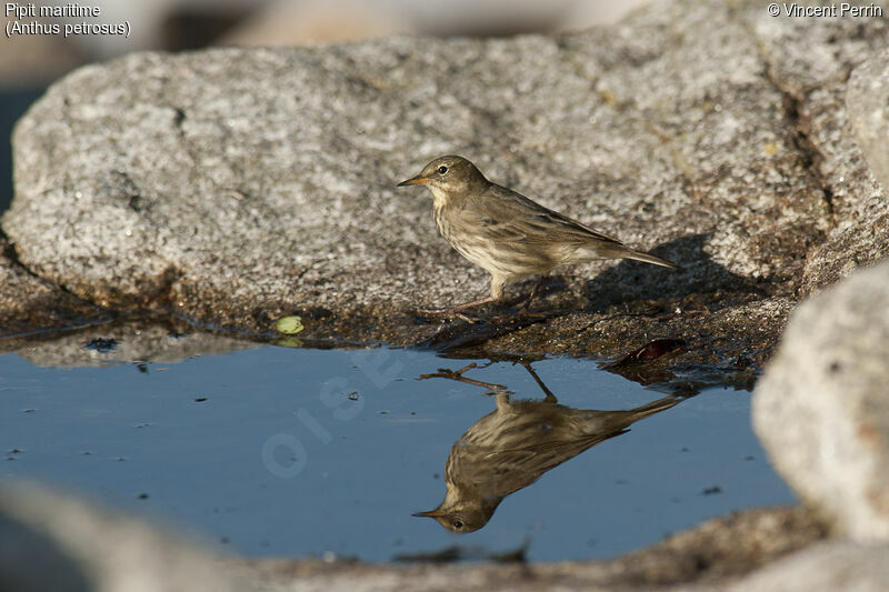 European Rock Pipit