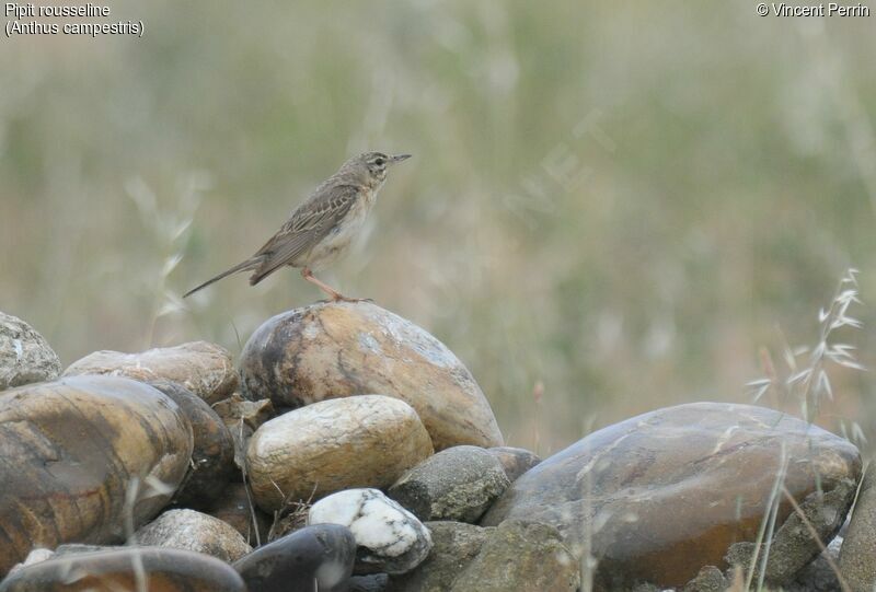 Tawny Pipit