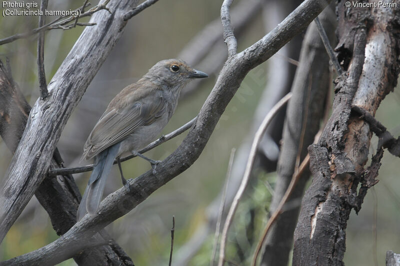 Pitohui gris