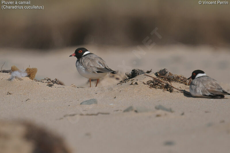 Hooded Ploveradult