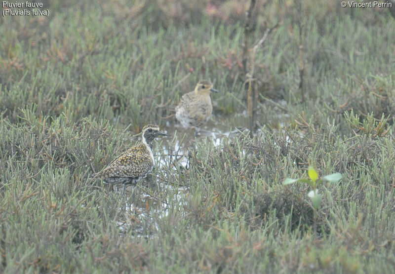 Pacific Golden Plover