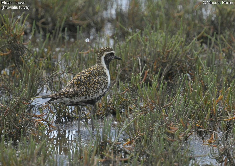 Pacific Golden Plover