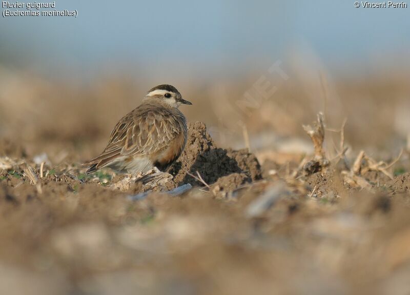 Eurasian Dottereladult