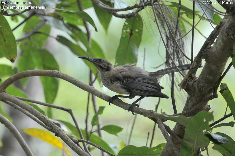 New Caledonian Friarbird