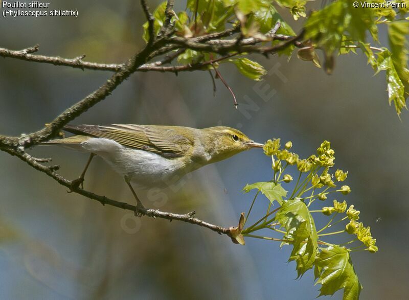 Wood Warbler