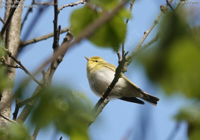 Wood Warbleradult breeding, song