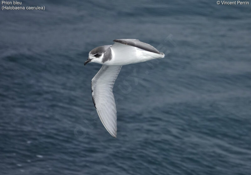 Blue Petrel, Flight