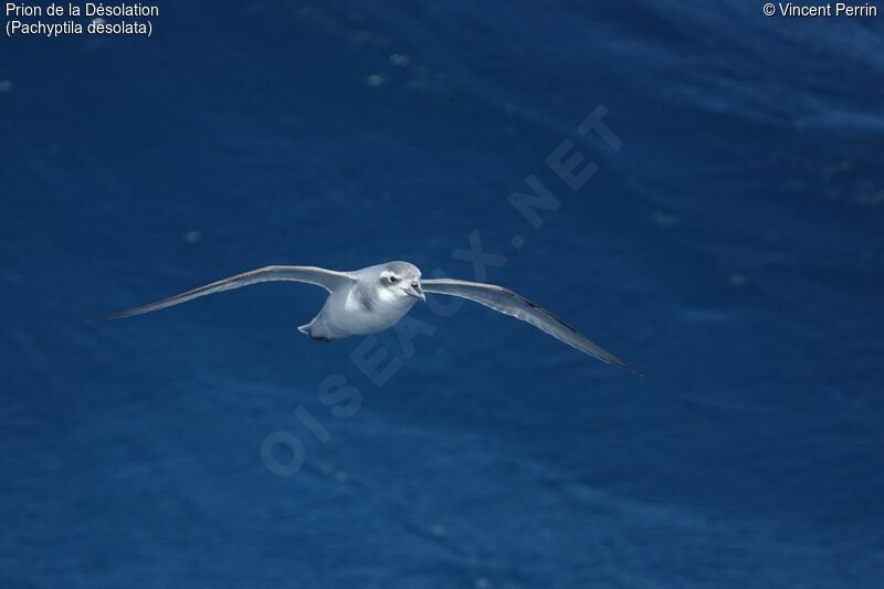 Antarctic Prion