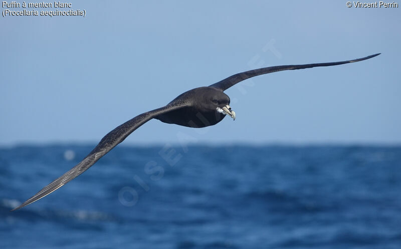 White-chinned Petrel