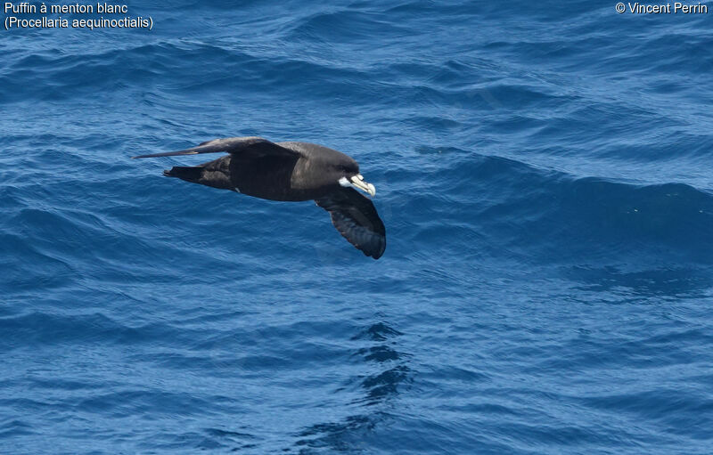 Puffin à menton blancadulte, Vol