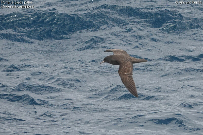 Flesh-footed Shearwater