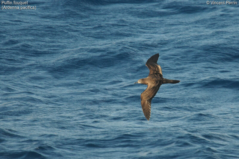 Wedge-tailed Shearwater