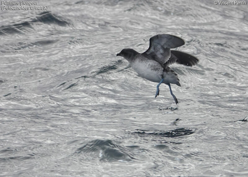 Common Diving Petrel