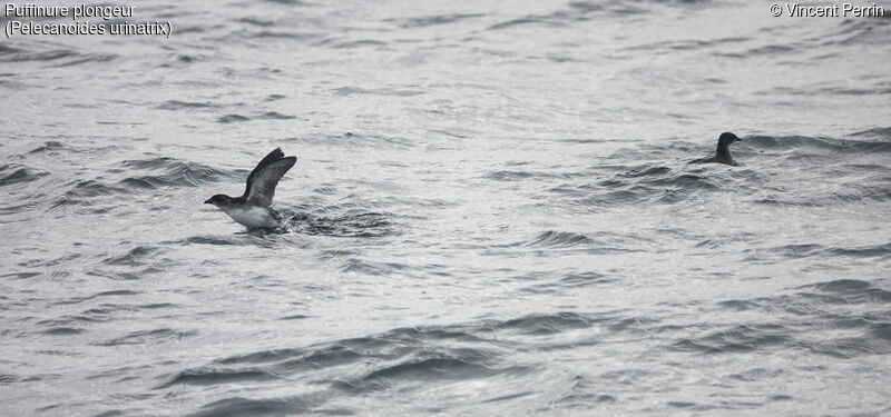 Puffinure plongeur